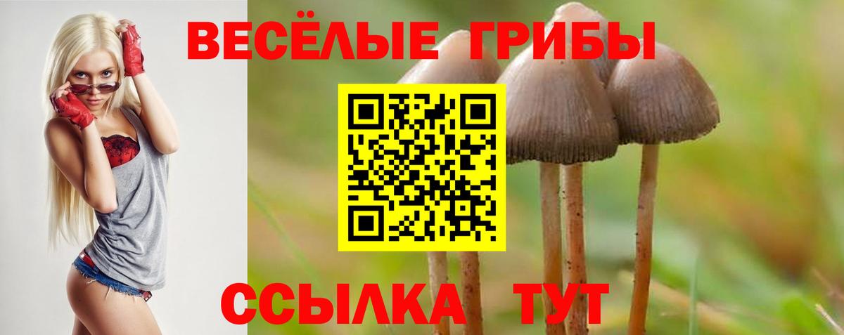 Галлюциногенные грибы Psilocybine cubensis Дивногорск